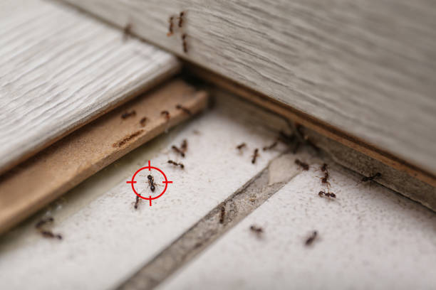 Best Pest Removal Services  in Trenton, MO