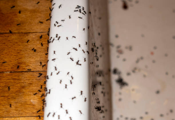 Best Pest Prevention Services  in Trenton, MO