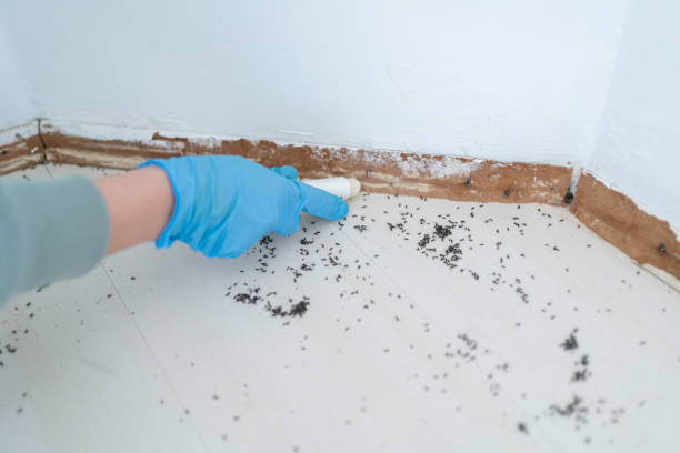 Trusted Trenton, MO Pest Control Experts